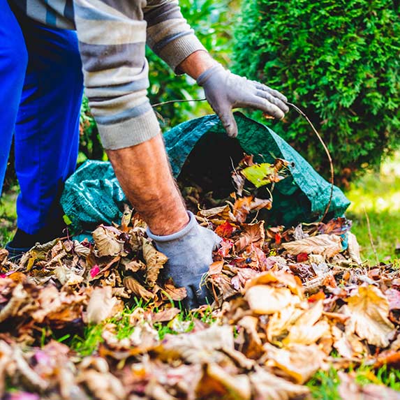 Tapis de feuilles mortes colorées sur une pelouse en automne